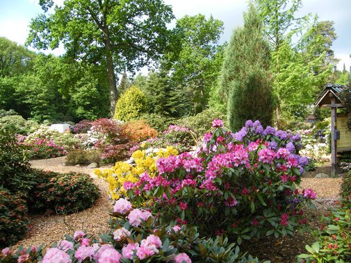 Rhododendrenbüsche im Park