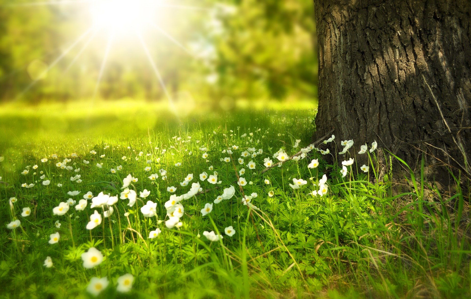 Blumen auf einer Wiese mit einem Baum und sanftem Licht