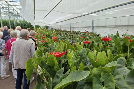 Emspflower Besichtigung