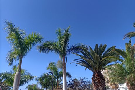 Palmen mit blauem Himmel