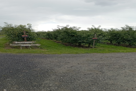 Obstplantage bei Schuback