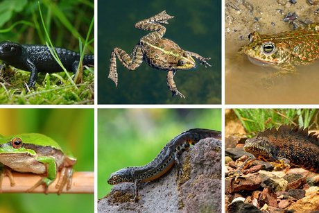 Amphibien