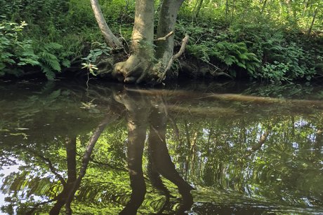 Spiegelung im Wasser Spiegelung im Wasser