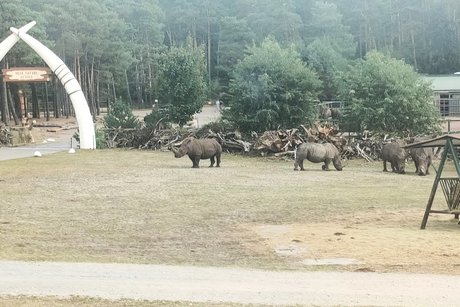 Nashörner im Freigehege