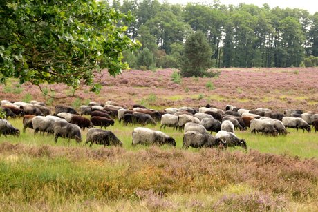Heidschnuckenherde