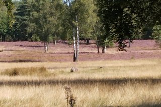 Heidegarten "Höpen"