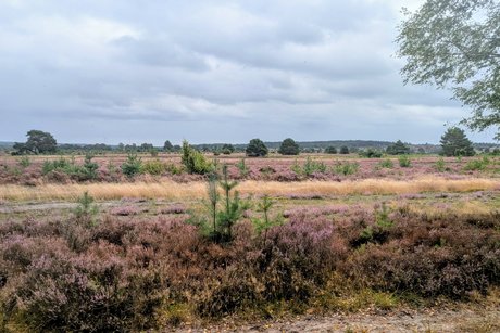 Heide