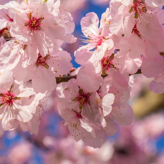 Teil eines Kirschbaumes mit vielen Bl&uuml;ten im Sonnenschein