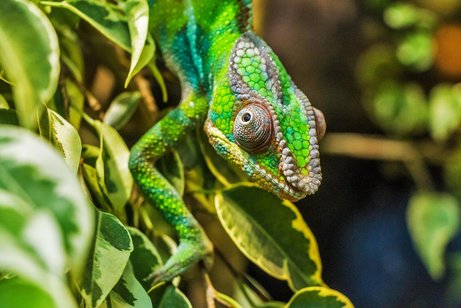 Reptilien