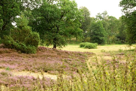 Heide