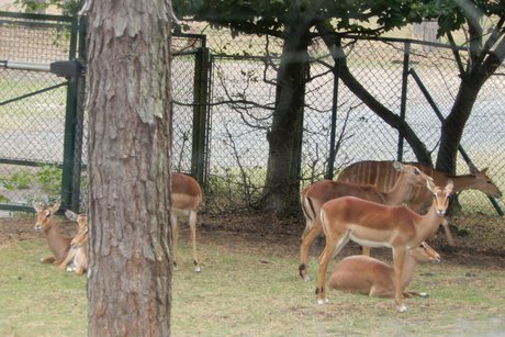 Antilopen im Freigehege