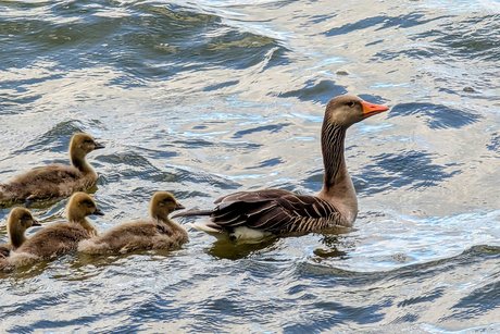 Entenfamilie