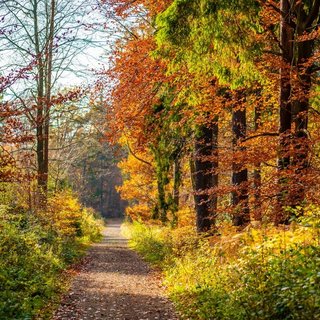 Weg im herbstlichen Wald