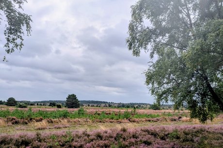 Heide Heide