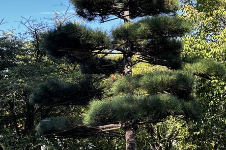 Japanischer Garten
