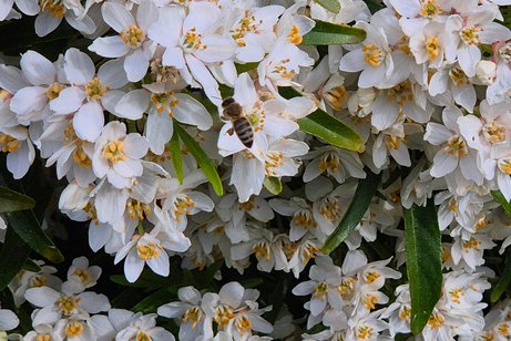 Jasminbl&uuml;ten
