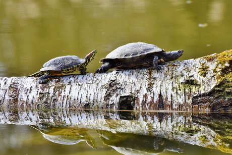 Wasser Schildkröten.