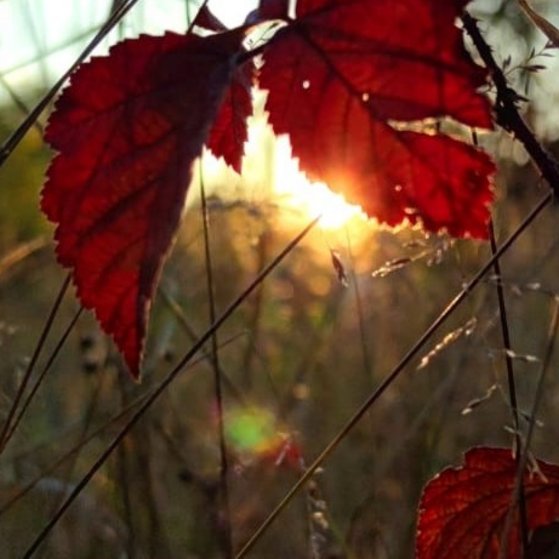 Sonnenuntergang farbenfroher Sonnenunter hinter einer Wiese mit rot gefärbten Blättern