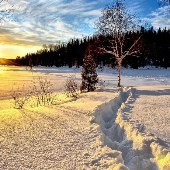 Von Wald umgebene, Schnee bedeckte Landschaft bei Sonnenuntergang