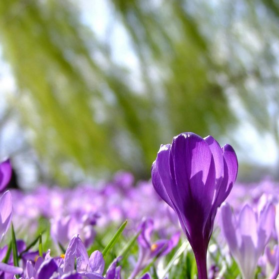 Frühling Eine Wiese mit Krokussen im Sonnenschein