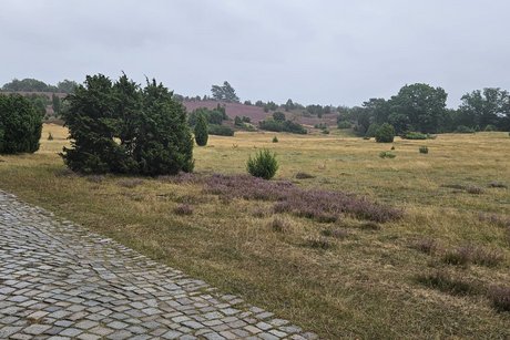 Die Heide