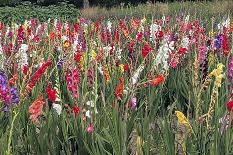 Blumenfeld bei Radtour