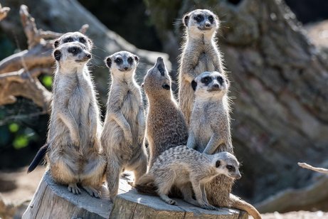 Eine Gruppe Erdm&auml;nnchen lauscht und schaut gespannt in eine Richtung