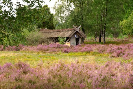 Heide