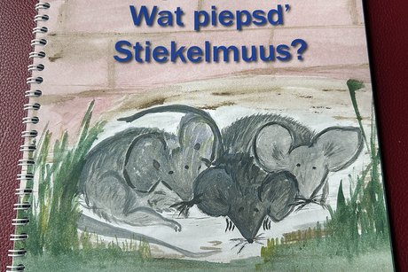 Wat piepsd´Stiekelmuus?