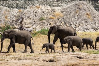 elephants-7428344_1920