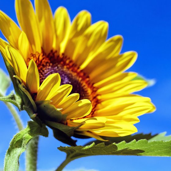 Sonnenblume