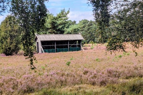 Heide Heide