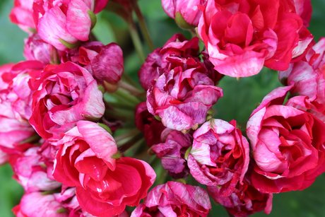 Detailaufnahme einer Blume mit vielen roten Blüten.