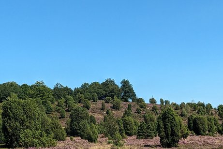 Heide