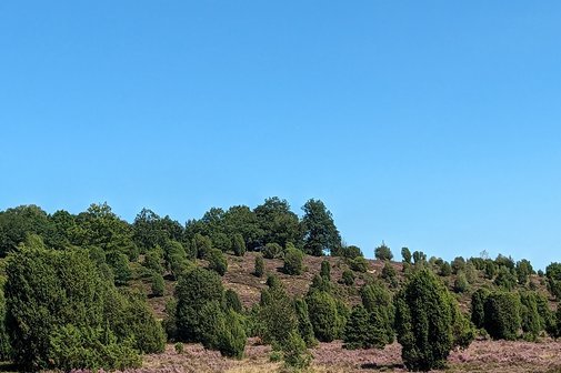 Heide