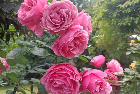 rosa Rosen