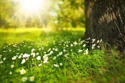 Blumen auf einer Wiese mit einem Baum und sanftem Licht