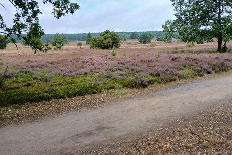 Bl&uuml;hende Heide