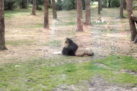 Löwe im Freigehege
