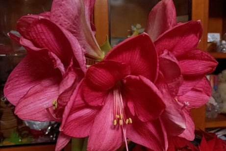 Amaryllis in Pink