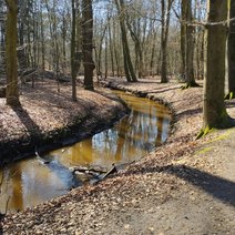 Winterwald mit einem Flu&szlig;lauf