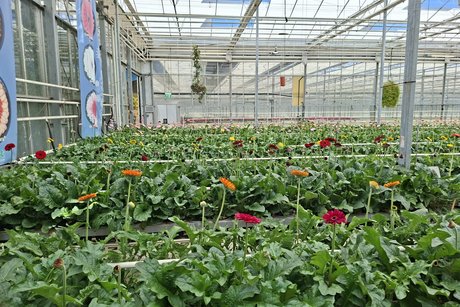 Empflower Besichtigung
