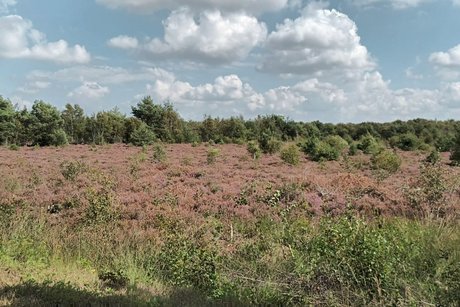 Heideblüte Heideblüte