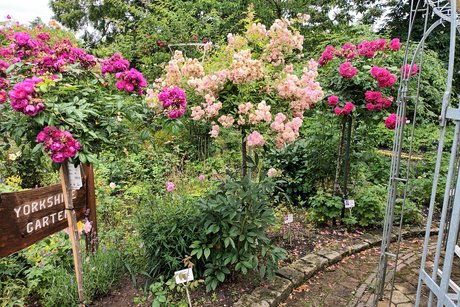Volle Rosenblüte im Rosarium.