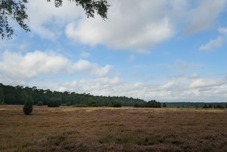 Heide Heide