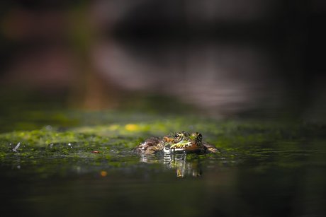 Ein Frosch im Wasser