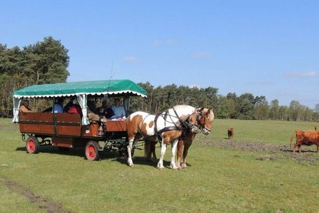 Heidekutsche mit Gespann und G&auml;sten auf einer Wiese