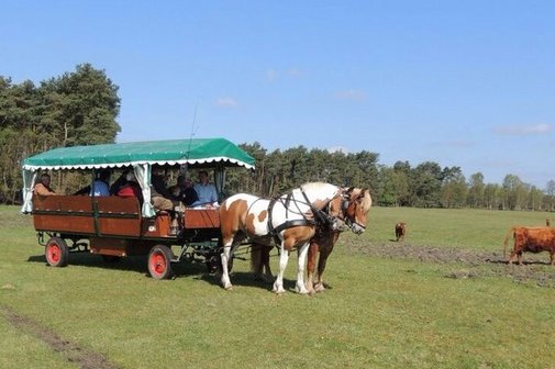 Heidekutsche mit Gespann und G&auml;sten auf einer Wiese