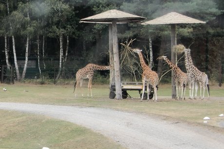 Giraffen bei der Fütterung
