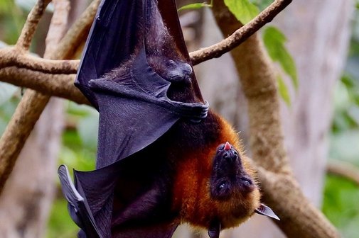 Fledermaus
